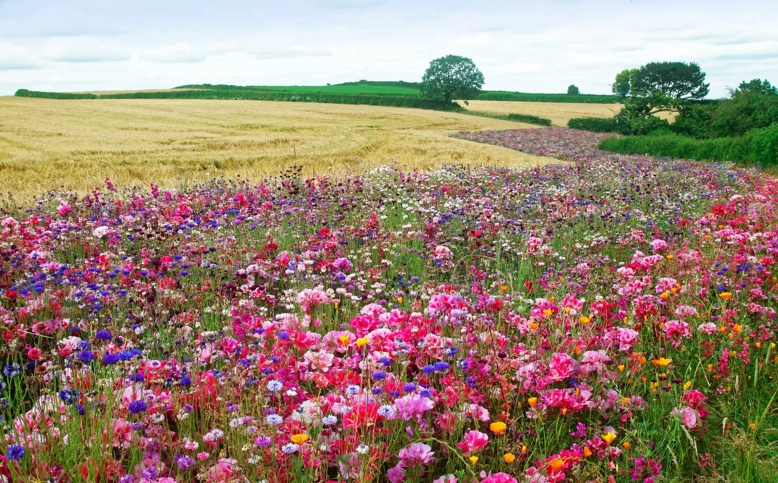 カシニョール 、【BUNCH OF FLOWERS IN MEADOW】 How to Replace Your Nashville Lawn with a Wildflower Meadow | The